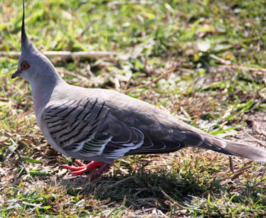 Crested Pigeon