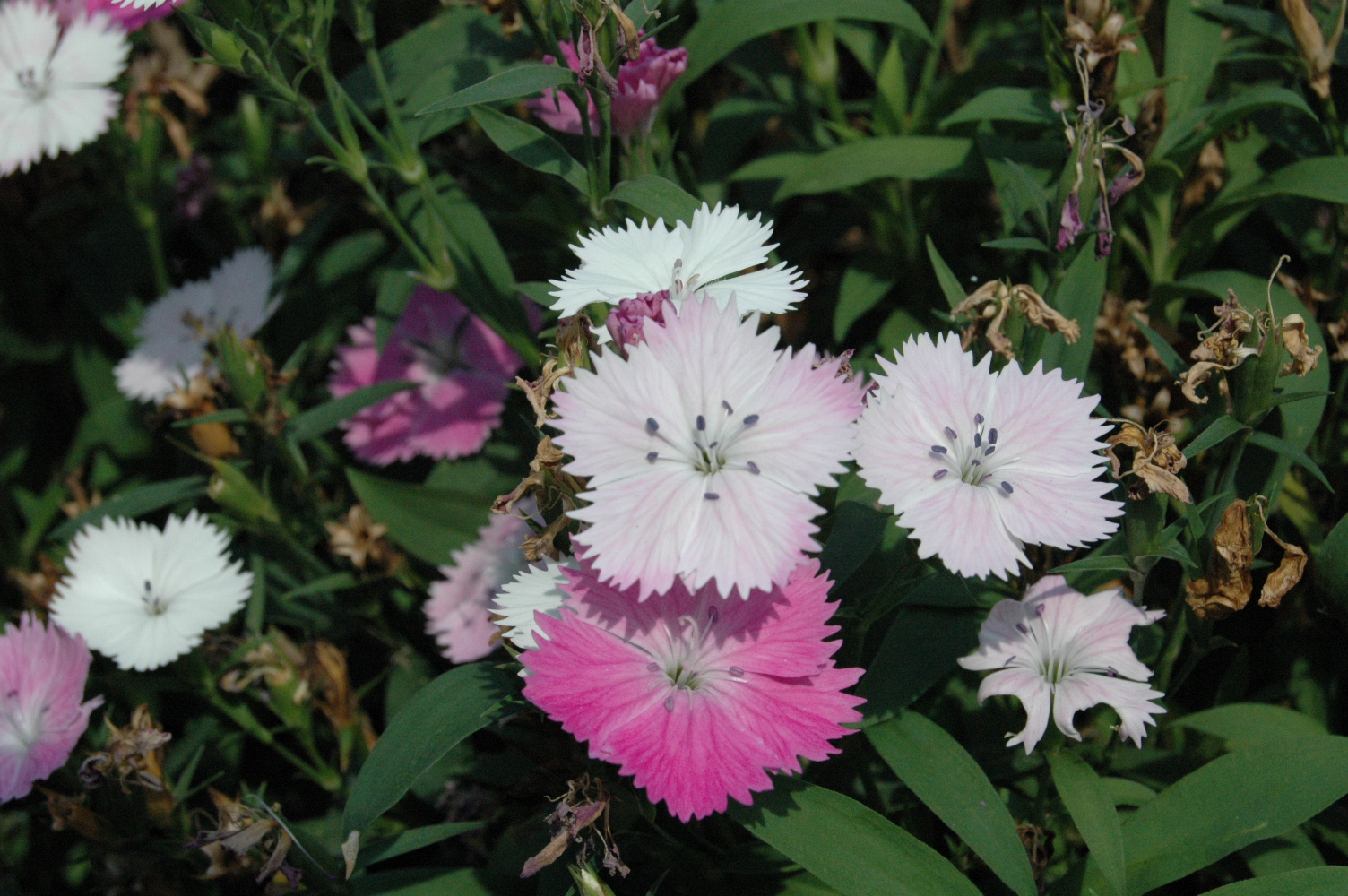 Pink and White Flowers