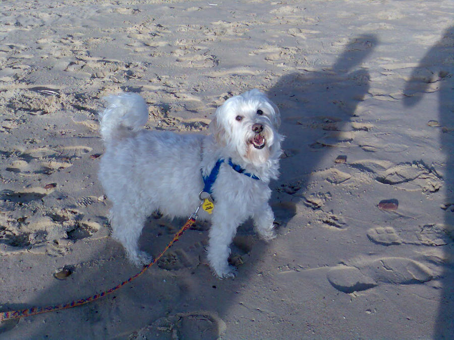 Sand Color Dog Cooper the super sand dog by Indestructible-Quinn on DeviantArt