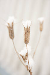 Snow on flowers