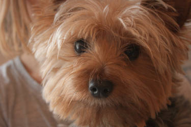 Yorkie 1: Teddy