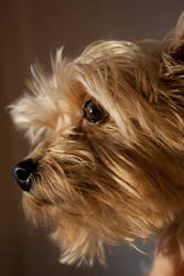 Yorkie 2: Mack