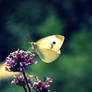 Butterfly Fly