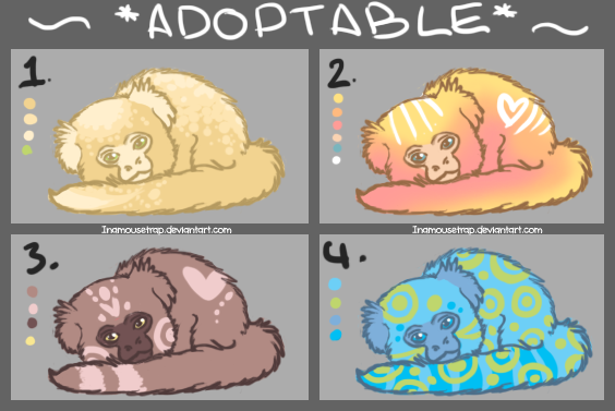 Adoptable Marmosets