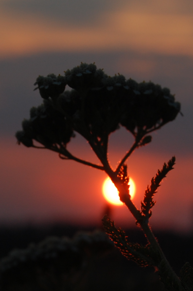 A Flower at Sunset