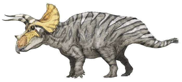 Triceratops