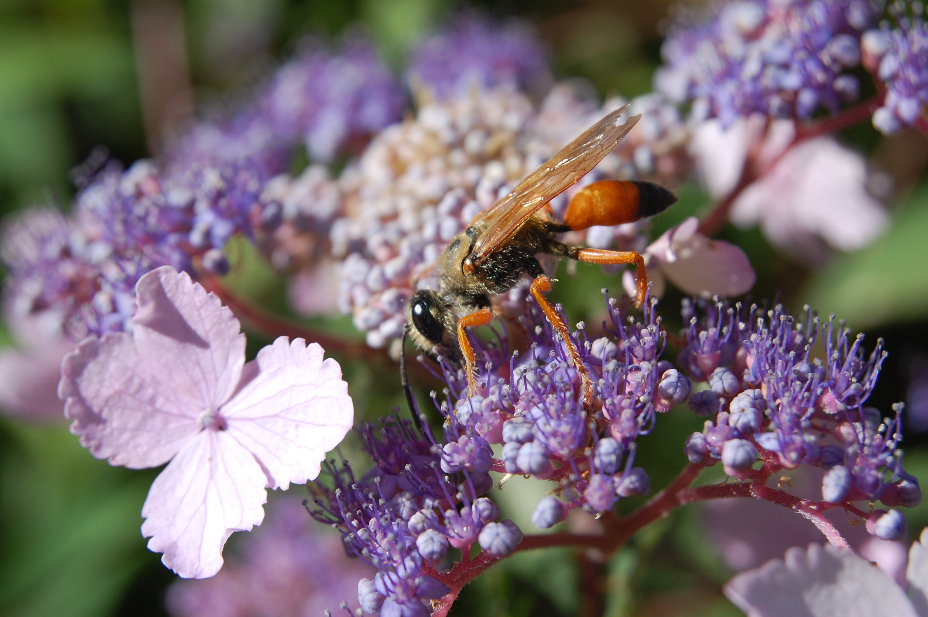 Odd Wasp and Hydrangea