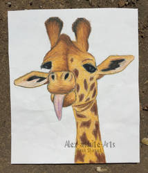 Giraffe w/Tongue
