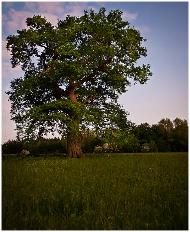 Savernake