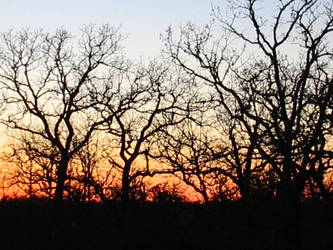 Coucher Du Soleil Des Arbres 2