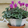 Miniature Cyclamen - I