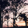 Eucalypts at Sunset