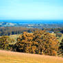 Vineyards, Mt Donna Buang