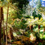 Maroondah Creek Ferns