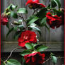 Deep Red Camellias