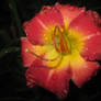 Daylily After The Rain