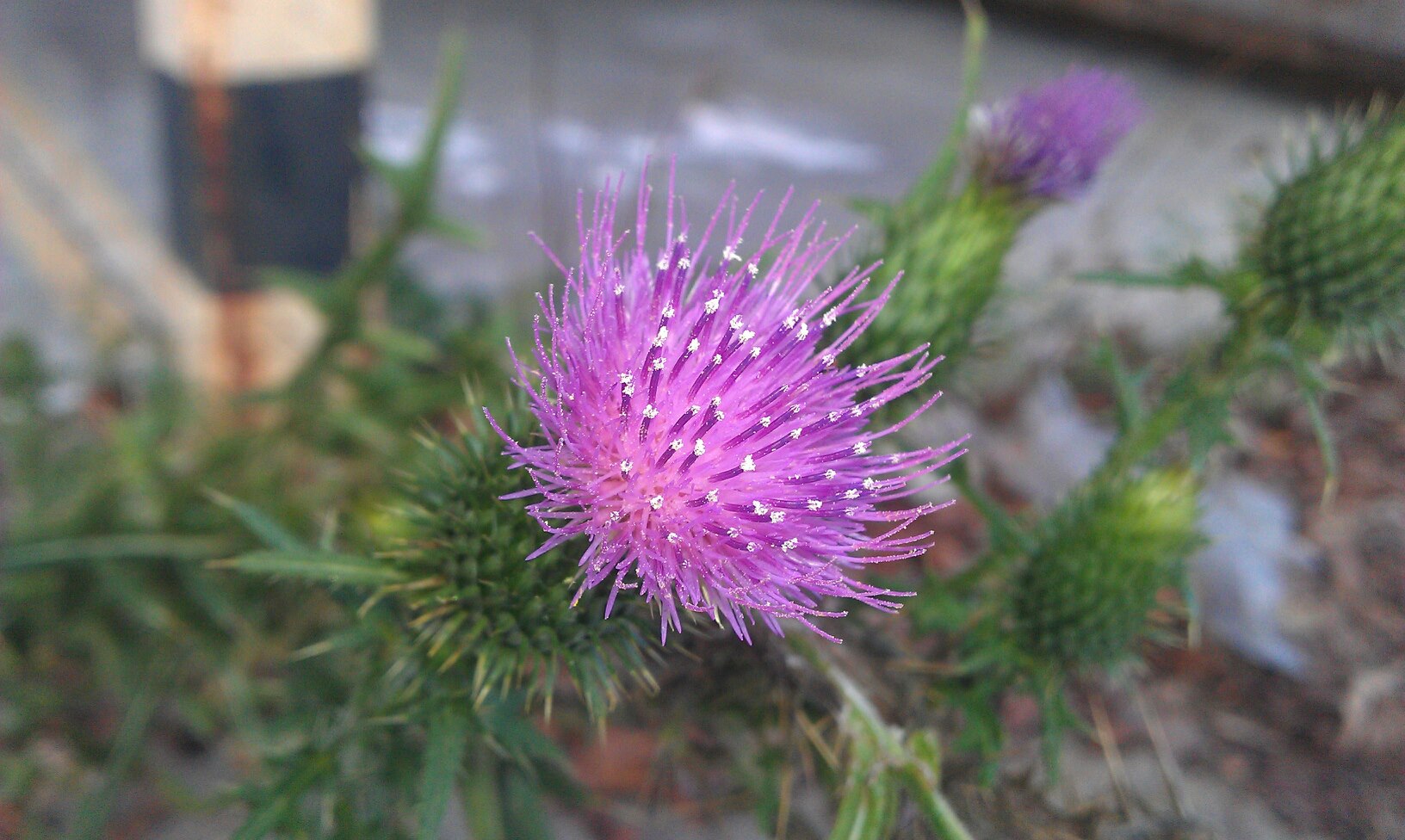 Thistle