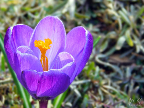 Photo #55 - Purple Crocus 2