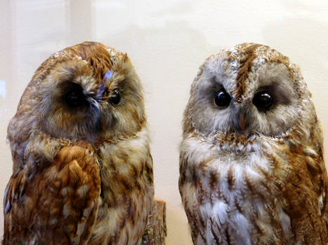 Photo #255 - Sowy/Owls