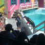 O.K.C.Z. sea lion show 2