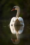 Swan on a evening pond by AlesGola