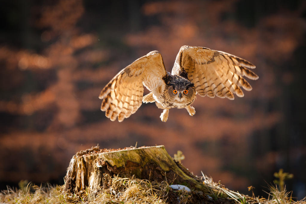 Flying eagle owl by AlesGola