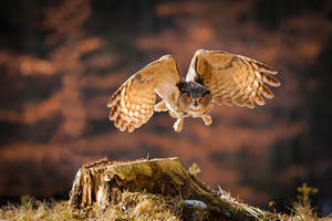 Flying eagle owl