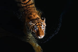 Swimming tiger by AlesGola
