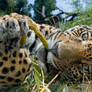 Playing jaguar