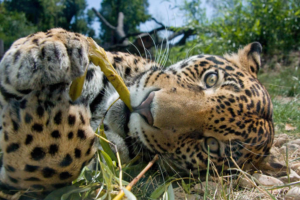 Playing jaguar