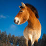 Curious horse (Przewalski`s horse)