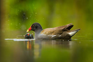 Common Moorhen (Gallinula chloropus) by AlesGola