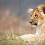 Portrait of lion cub Fufik (Panthera leo)
