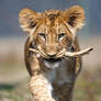 Fufik with a stick (Panthera leo)