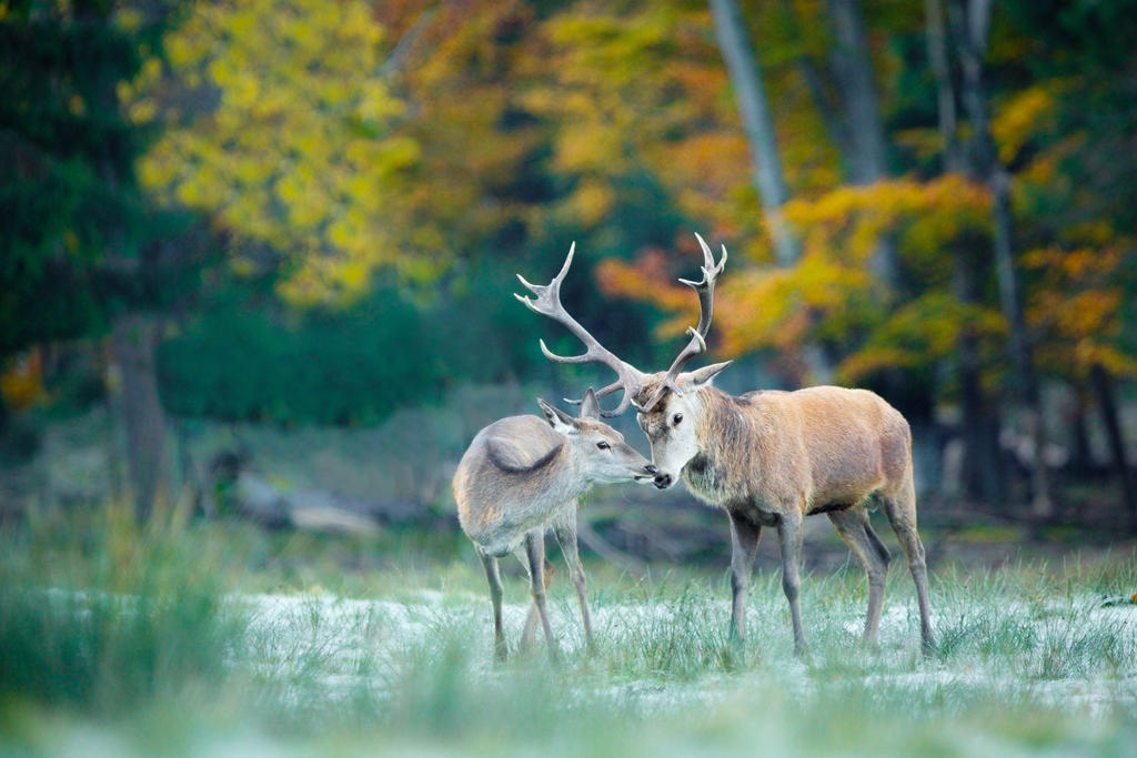 Morning Greeting by AlesGola