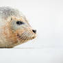 Portrait of a seal cub