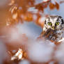 Perching Owl