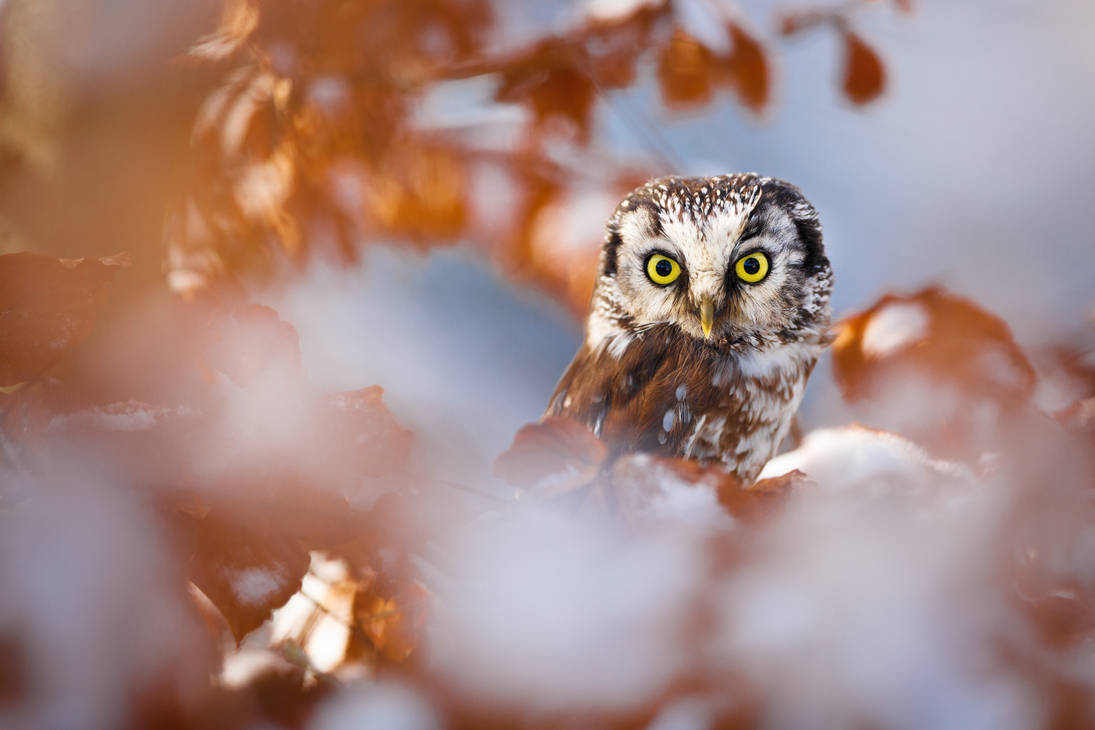Perching Owl by AlesGola Perching Owl by AlesGola