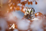 Perching Owl by AlesGola