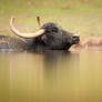 Reflection of a Bull (Bos Primigenius)