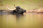 Reflection of a Bull (Bos Primigenius) by AlesGola