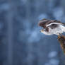 Hawk at take-off (Accipiter gentilis)
