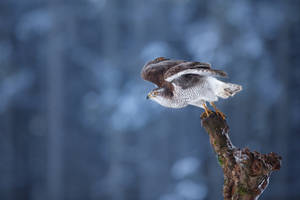 Hawk at take-off (Accipiter gentilis)