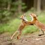 Fighting foxes (Vulpes Vulpes)