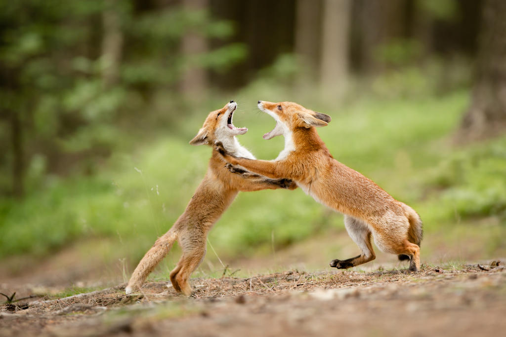 Fighting foxes (Vulpes Vulpes) by AlesGola