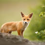 Fox cub on the rock (Vulpes vulpes)