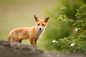 Fox cub on the rock (Vulpes vulpes)