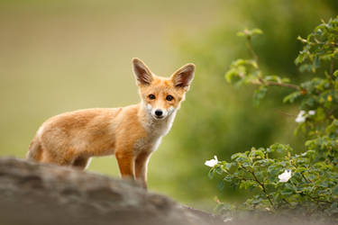 Fox cub on the rock (Vulpes vulpes) by AlesGola