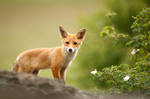 Fox cub on the rock (Vulpes vulpes) by AlesGola