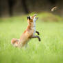 Fox playing with vole